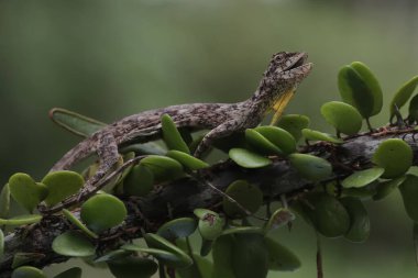 Uçan bir ejderha (Draco volans) günlük aktivitelerine başlamadan önce güneşleniyor.