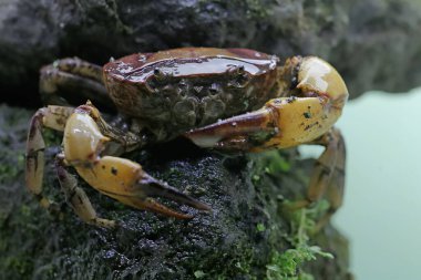 Bir tarla yengeci saldırıya hazır bir ifade gösterir. Bu hayvanın bilimsel adı Parathelphusa convexa.