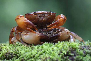 İki tarla yengeci nehir kenarındaki yosun kaplı bir kayada av arıyorlar. Bu hayvanın bilimsel adı Parathelphusa convexa.