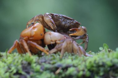 İki tarla yengeci nehir kenarındaki yosun kaplı bir kayada av arıyorlar. Bu hayvanın bilimsel adı Parathelphusa convexa.