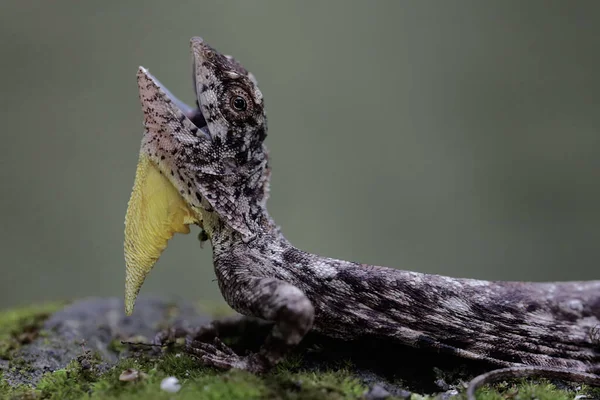 A flying dragon (Draco volans) is sunbathing before starting its daily activities.