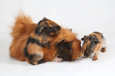 A mother guinea pig with her two cubs resting. Selective focus on white background. This rodent mammal has the scientific name Cavia porcellus.
