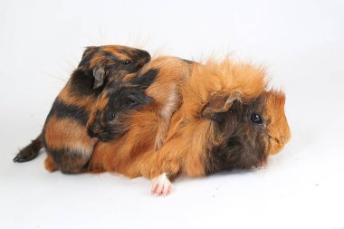 A mother guinea pig with her two cubs resting. Selective focus on white background. This rodent mammal has the scientific name Cavia porcellus.