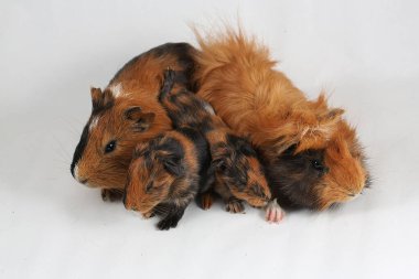 A pair of guinea pigs with their two babies resting. Selective focus on white background. This rodent mammal has the scientific name Cavia porcellus.