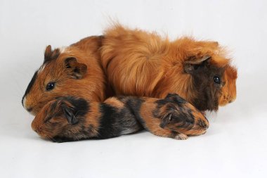 A pair of guinea pigs with their two babies resting. Selective focus on white background. This rodent mammal has the scientific name Cavia porcellus.