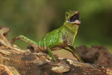 Bölgesine giren davetsiz hayvanlara saldırmaya hazır bir orman ejderhasının vücut hareketi. Bu sürüngenin bilimsel adı Gonocephalus chamaeleontinus.. 