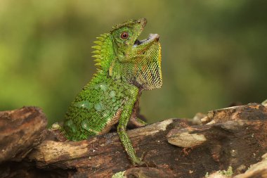 Bölgesine giren davetsiz hayvanlara saldırmaya hazır bir orman ejderhasının vücut hareketi. Bu sürüngenin bilimsel adı Gonocephalus chamaeleontinus.. 