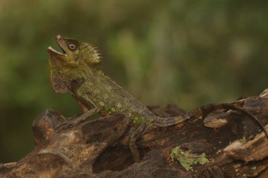 Bölgesine giren davetsiz hayvanlara saldırmaya hazır bir orman ejderhasının vücut hareketi. Bu sürüngenin bilimsel adı Gonocephalus chamaeleontinus.. 