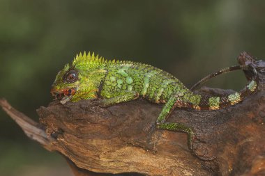A forest dragon is preying on a cricket on a moss-covered ground. This reptile has the scientific name Gonocephalus chamaeleontinus.