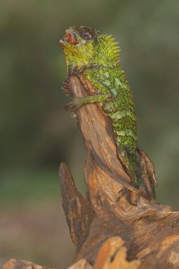 A forest dragon is preying on a cricket on a moss-covered ground. This reptile has the scientific name Gonocephalus chamaeleontinus.