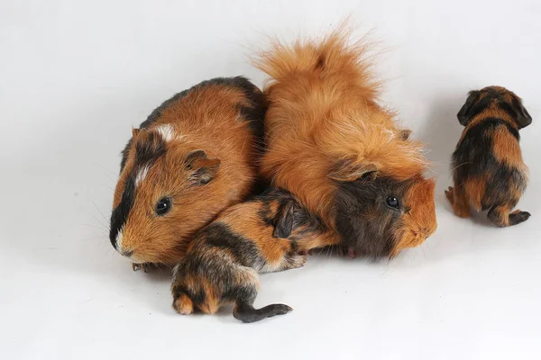A pair of guinea pigs with their two babies resting. Selective focus on white background. This rodent mammal has the scientific name Cavia porcellus.