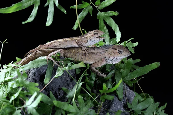 A pair of oriental garden lizards prepare to mate. This reptile has the scientific name Calotes versicolor.