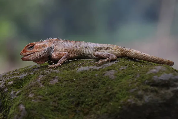 An oriental garden lizard is sunbathing. This reptile has the scientific name Calotes versicolor.