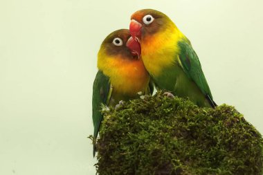 A pair of lovebirds are foraging on moss-covered ground. This bird which is used as a symbol of true love has the scientific name Agapornis fischeri.