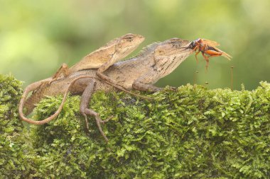 İki oryantal bahçe kertenkelesi yosun kaplı bir kayanın üzerinde bir cırcır böceğini avlıyorlar. Bu sürüngenin bilimsel adı Calotes versicolor.