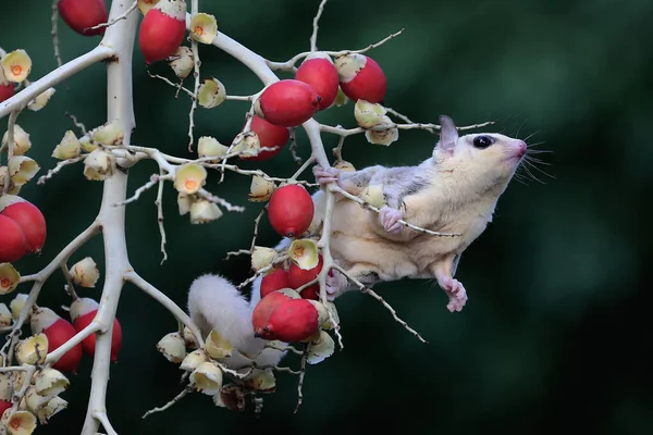 ヤシの木で食べ物を探しているモザイクシュガーグライダー この動物は夜に活動している — ストック写真