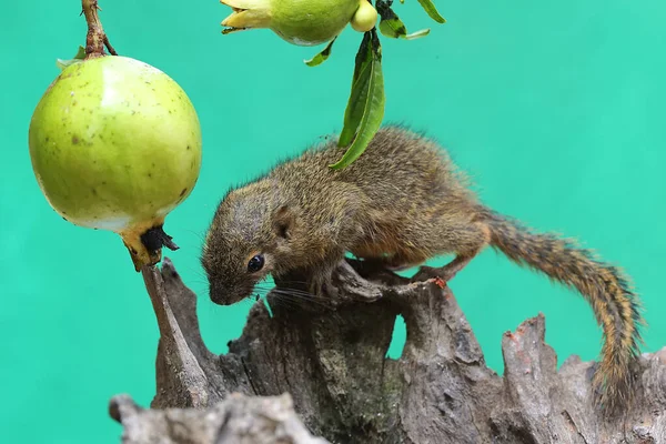 Young Plantain Squirrel Foraging Bush Rodent Mammal Has Scientific Name — Φωτογραφία Αρχείου
