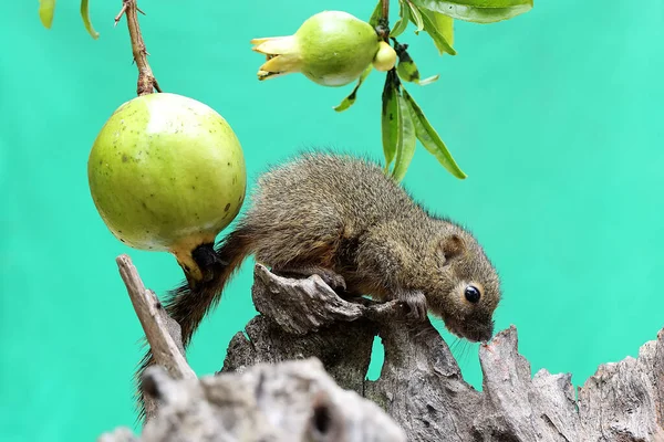 Young Plantain Squirrel Foraging Bush Rodent Mammal Has Scientific Name — ストック写真