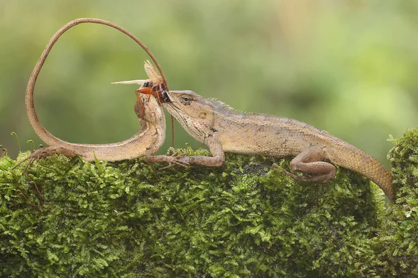 Two oriental garden lizards are preying on a cricket on a rock overgrown with moss. This reptile has the scientific name Calotes versicolor.