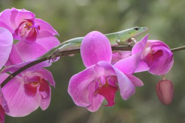 An emerald tree skink is sunbathing on a flower-filled moth orchid stalk before starting its daily activities. This reptile has the scientific name Lamprolepis smaragdina.
