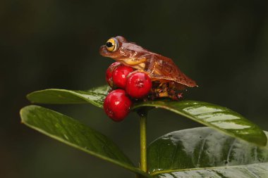 Bir ağaç kurbağası Ixora meyvesiyle avlanıyor. Bu amfibyumun bilimsel adı Rhacophorus reinwardtii.