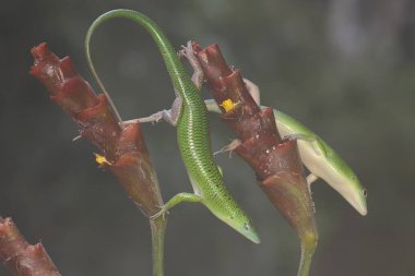 Vahşi bir muz çiçeğini avlamak isteyen iki zümrüt ağacı derisi. Bu parlak yeşil sürüngenin bilimsel adı Lamprolepis smaragdina..