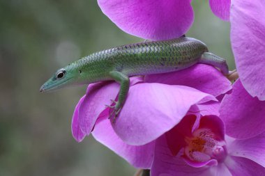 An emerald tree skink is sunbathing on a flower-filled moth orchid stalk before starting its daily activities. This reptile has the scientific name Lamprolepis smaragdina.