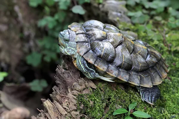 stock image A red eared slider tortoise is basking on the moss-covered ground on the riverbank. This reptile has the scientific name Trachemys scripta elegans.