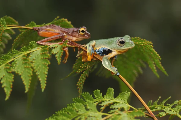 Dvě Zelené Stromové Žáby Loví Kořist Bujném Kapradinovém Listu Tento — Stock fotografie