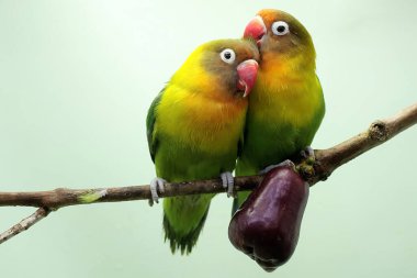 A pair of lovebirds are perched on a branch of a pink Malay apple tree. This bird which is used as a symbol of true love has the scientific name Agapornis fischeri.