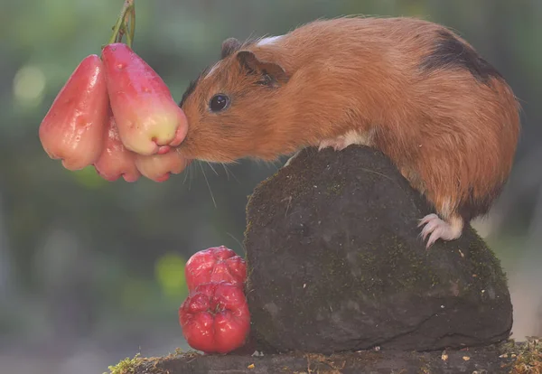 大人の母親モルモットがリンゴを食べている この哺乳類の学名はカヴィア ポルセロス — ストック写真