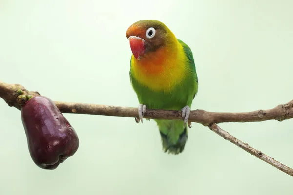 Lovebirds Perched Branch Pink Malay Apple Tree Bird Which Used — 图库照片