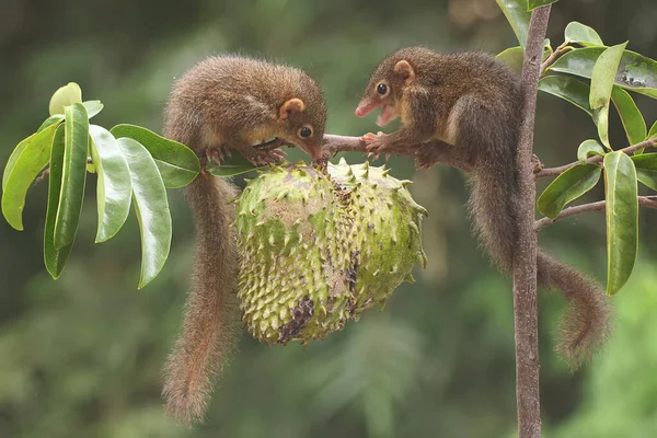 Dos Jóvenes Arborícolas Javaneses Comiendo Fruta Guanábana Madura Este Mamífero — Foto de Stock