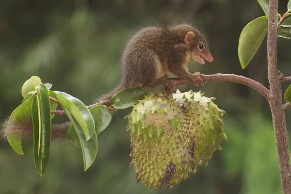 Genç Bir Javan Ağacı Olgun Kaynak Suyu Meyvesi Yiyor Kemirgen — Stok fotoğraf