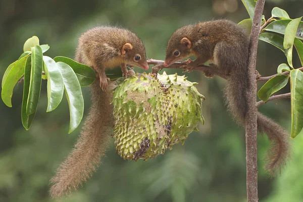 Genç Javan Ağacı Olgun Kaynak Meyvesi Yiyorlar Kemirgen Memelinin Bilimsel — Stok fotoğraf