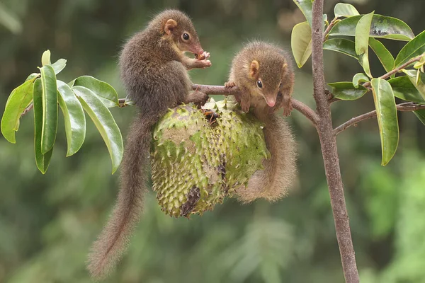 Genç Javan Ağacı Olgun Kaynak Meyvesi Yiyorlar Kemirgen Memelinin Bilimsel — Stok fotoğraf
