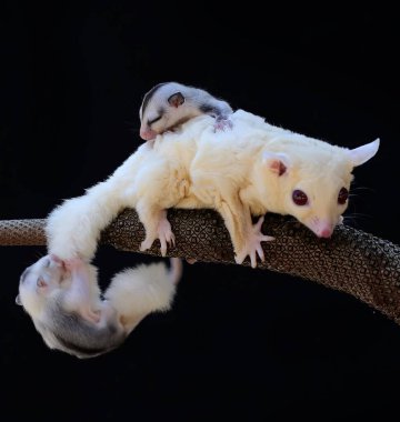Bir anne şeker planörü iki bebeğini tutarken anturyumda yiyecek arıyor. Bu keseli memelinin bilimsel adı Petaurus Breviceps..