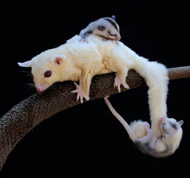 Bir anne şeker planörü iki bebeğini tutarken anturyumda yiyecek arıyor. Bu keseli memelinin bilimsel adı Petaurus Breviceps..