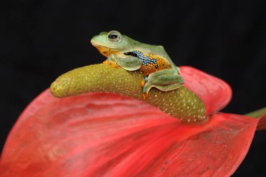 Bir yeşil ağaç kurbağası anturyum meyvesinin üzerinde avını avlıyor. Bu amfibyumun bilimsel adı Rhacophorus reinwardtii.
