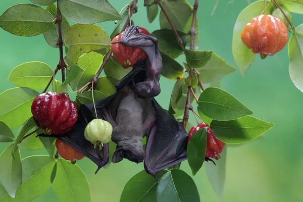A mother short nosed fruit bat is resting while holding her baby on a fruit-filled Surinam cherry branch. This flying mammal has the scientific name Cynopterus minutus.