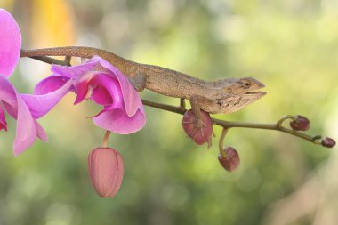 An oriental garden lizard is sunbathing on a flower-filled moth orchid stem. This reptile has the scientific name Calotes versicolor.