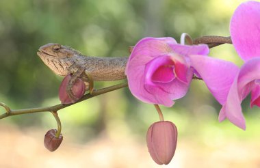 An oriental garden lizard is sunbathing on a flower-filled moth orchid stem. This reptile has the scientific name Calotes versicolor.