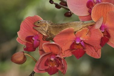 An oriental garden lizard is sunbathing on a flower-filled moth orchid stem. This reptile has the scientific name Calotes versicolor.