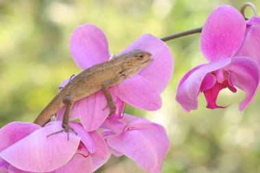 An oriental garden lizard is sunbathing on a flower-filled moth orchid stem. This reptile has the scientific name Calotes versicolor.