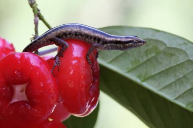 Sarı çizgili bir kertenkele çalılıklarda avını arıyor. Bu sürüngenin bilimsel adı Sthe sanctus..