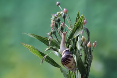 Küçük bir salyangoz çalılıklarda yiyecek arıyor..
