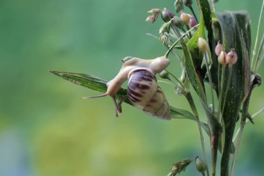 Küçük bir salyangoz çalılıklarda yiyecek arıyor..