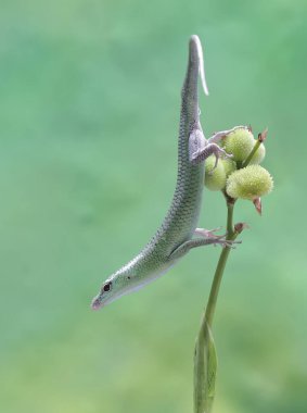 Bir Zümrüt Ağacı Kayması (Lamprolepis smaragdina) günlük aktivitelerine başlamadan önce güneşleniyor.