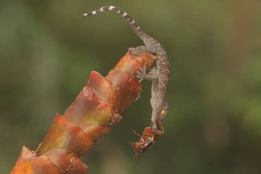 Genç bir tokay gecko bir cırcır böceği yiyor. Bu sürüngenin bilimsel adı Gekko gecko.