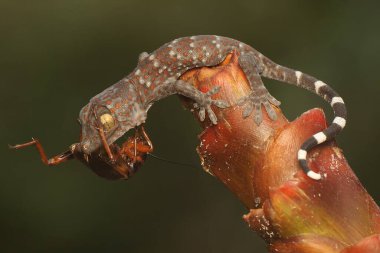 Genç bir tokay gecko bir cırcır böceği yiyor. Bu sürüngenin bilimsel adı Gekko gecko.